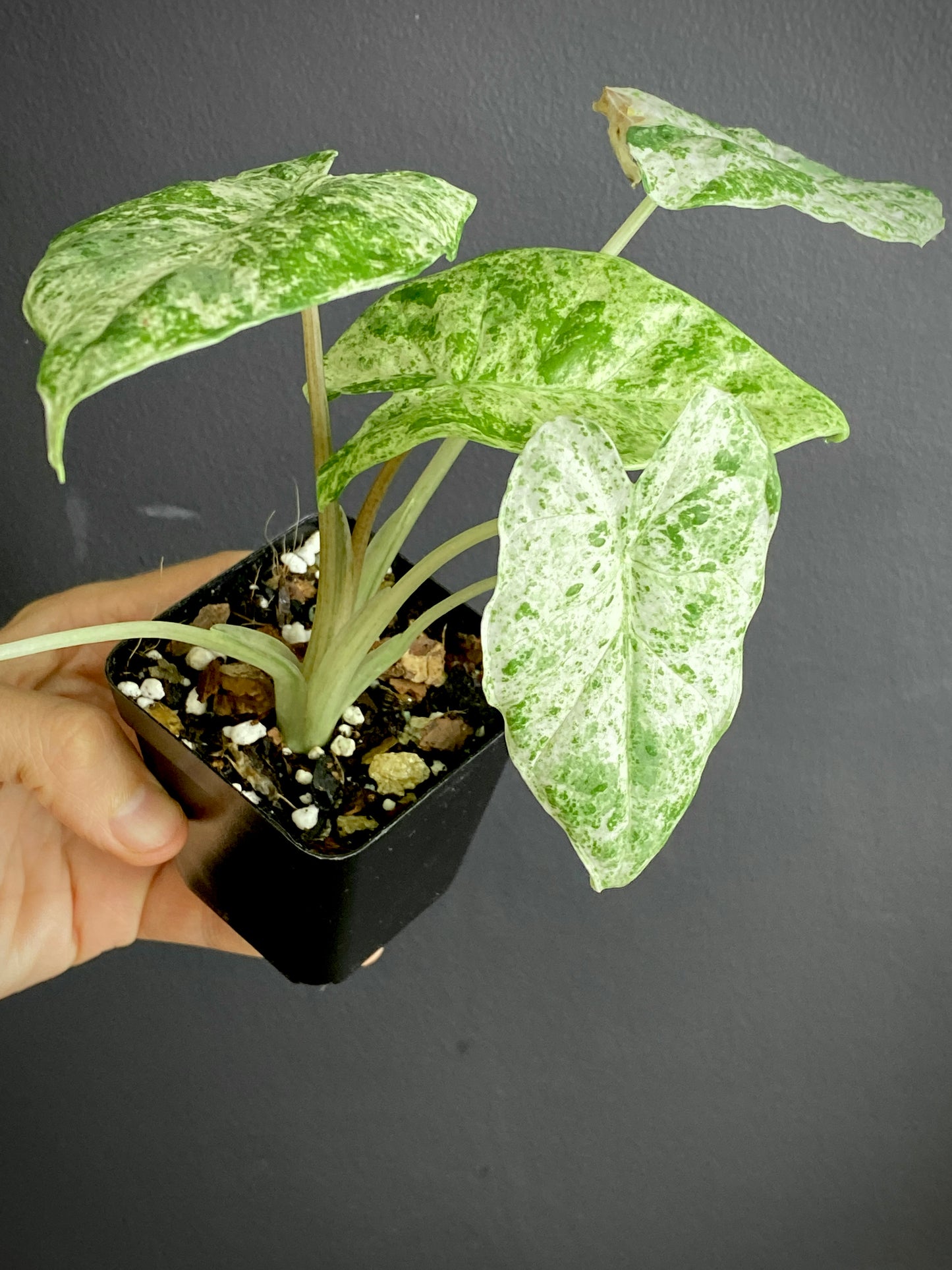 Alocasia Macrorrhizos Splash variegated | 7 cm pot