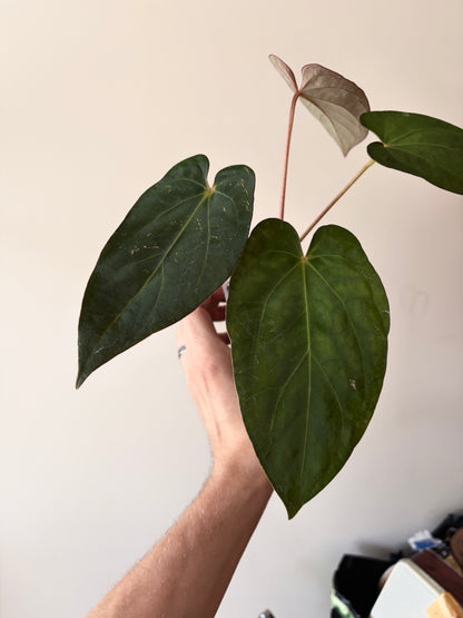 Anthurium (DoraBVEP x RLFS) X BVEP (Round x RA1) | 7 cm pot