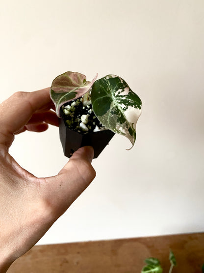 Alocasia Black Velvet Pink variegata | 5 cm pot