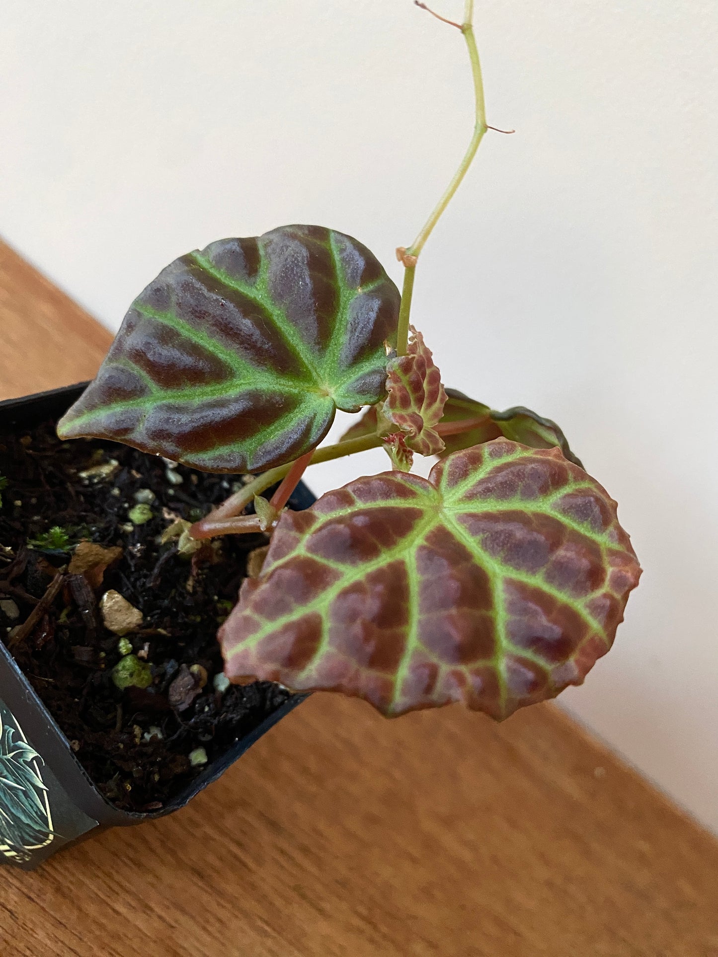 Begonia Dracopelta X Sarawak | 6 cm pot [A]