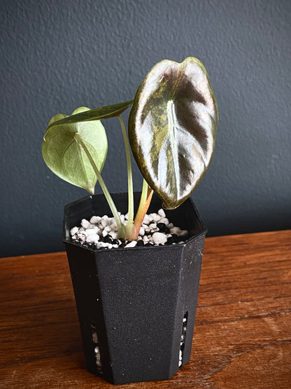 Alocasia Cuprea latte variegated | 5 cm pot