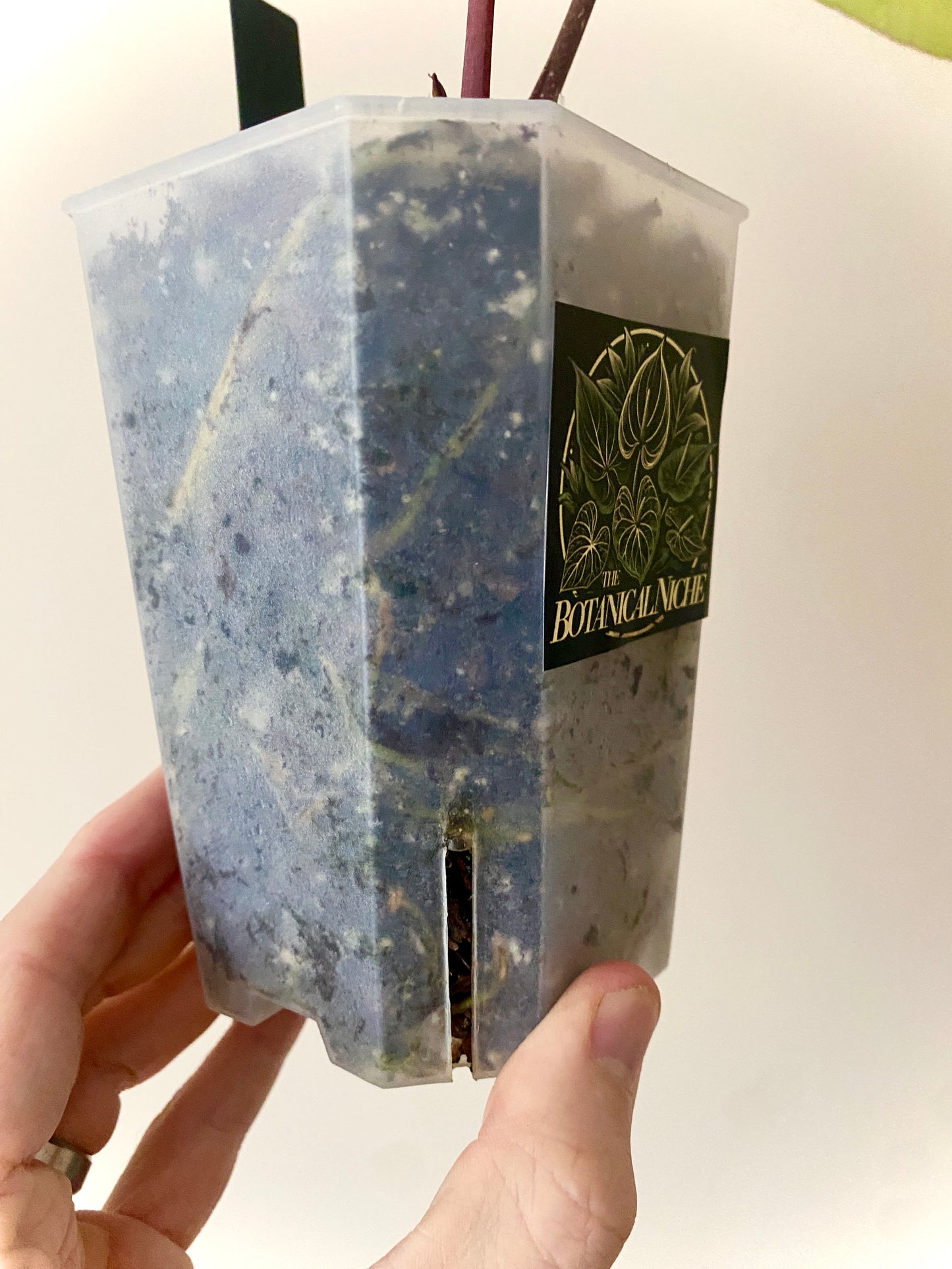 Anthurium Besseae X Magnificum | 9 cm pot