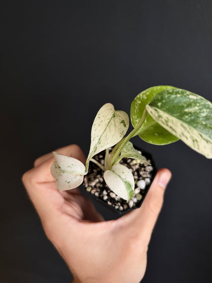 Monstera Star Shadow | 5 cm pot [B]