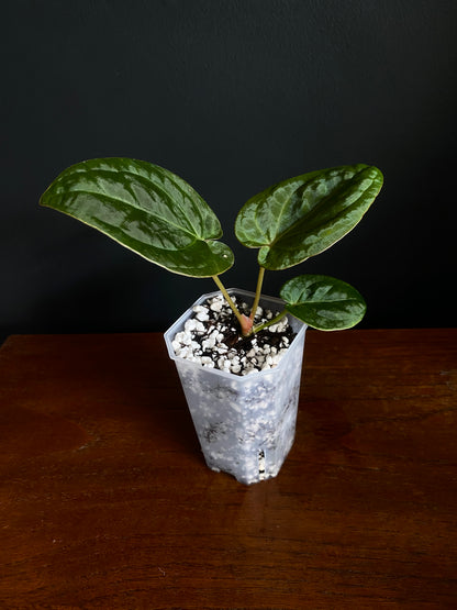 Anthurium Papillilaminum Legend x self | 7 cm pot [B]