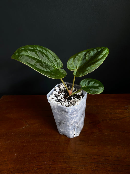 Anthurium Papillilaminum Legend x self | 7 cm pot [B]