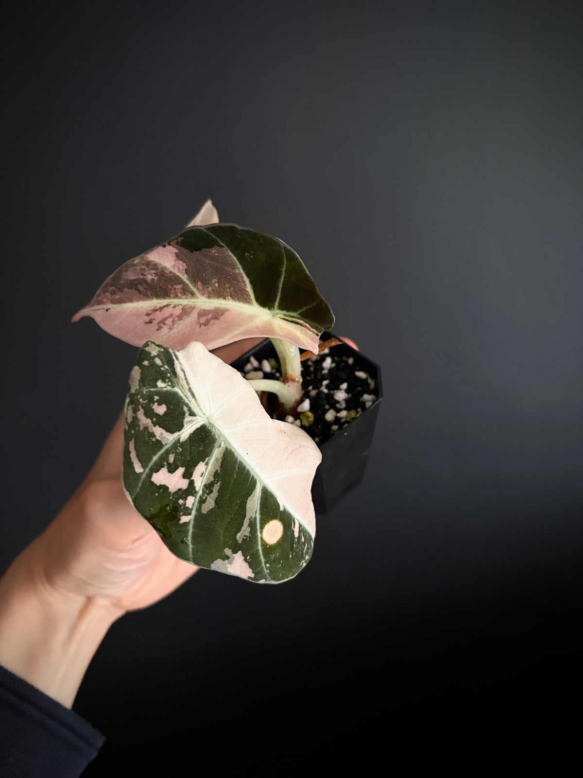 Alocasia Black Velvet Pink variegata | 5 cm pot
