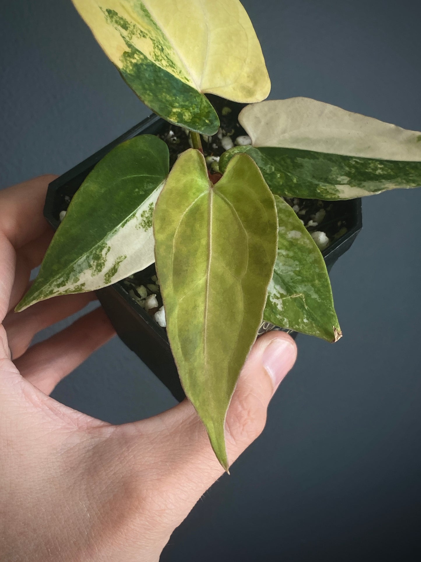 Anthurium Papillilaminum var X RVDP | 7 cm pot