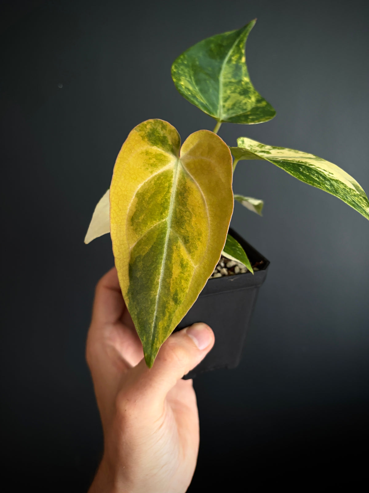 Anthurium Papillilaminum Hb variegated X Forgetii | 7 cm pot [B]