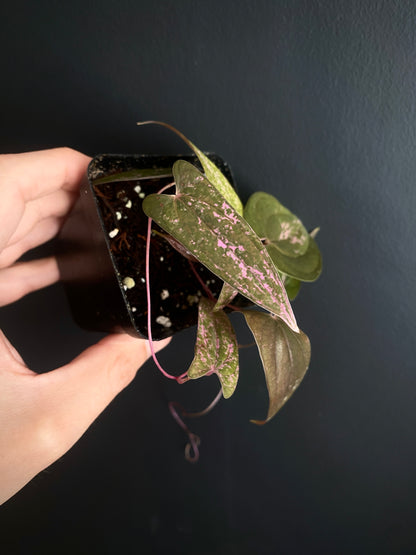 Dioscorea Pixel Pink variegated | 7 cm pot
