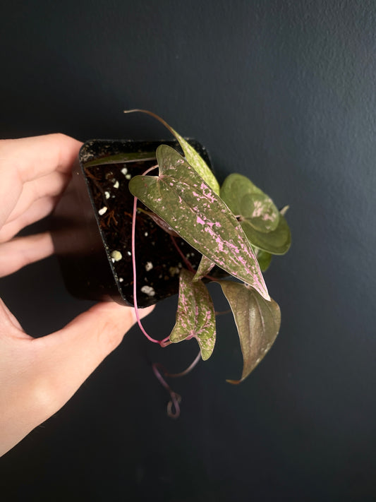 Dioscorea Pixel Pink variegated | 7 cm pot