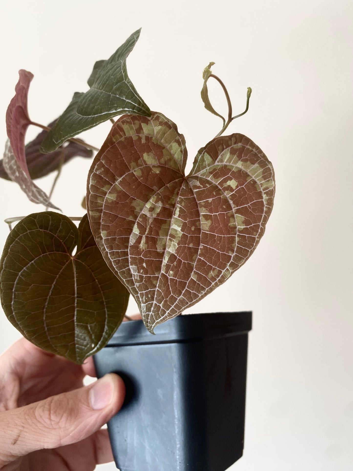 Dioscorea Discolor | 6 cm pot