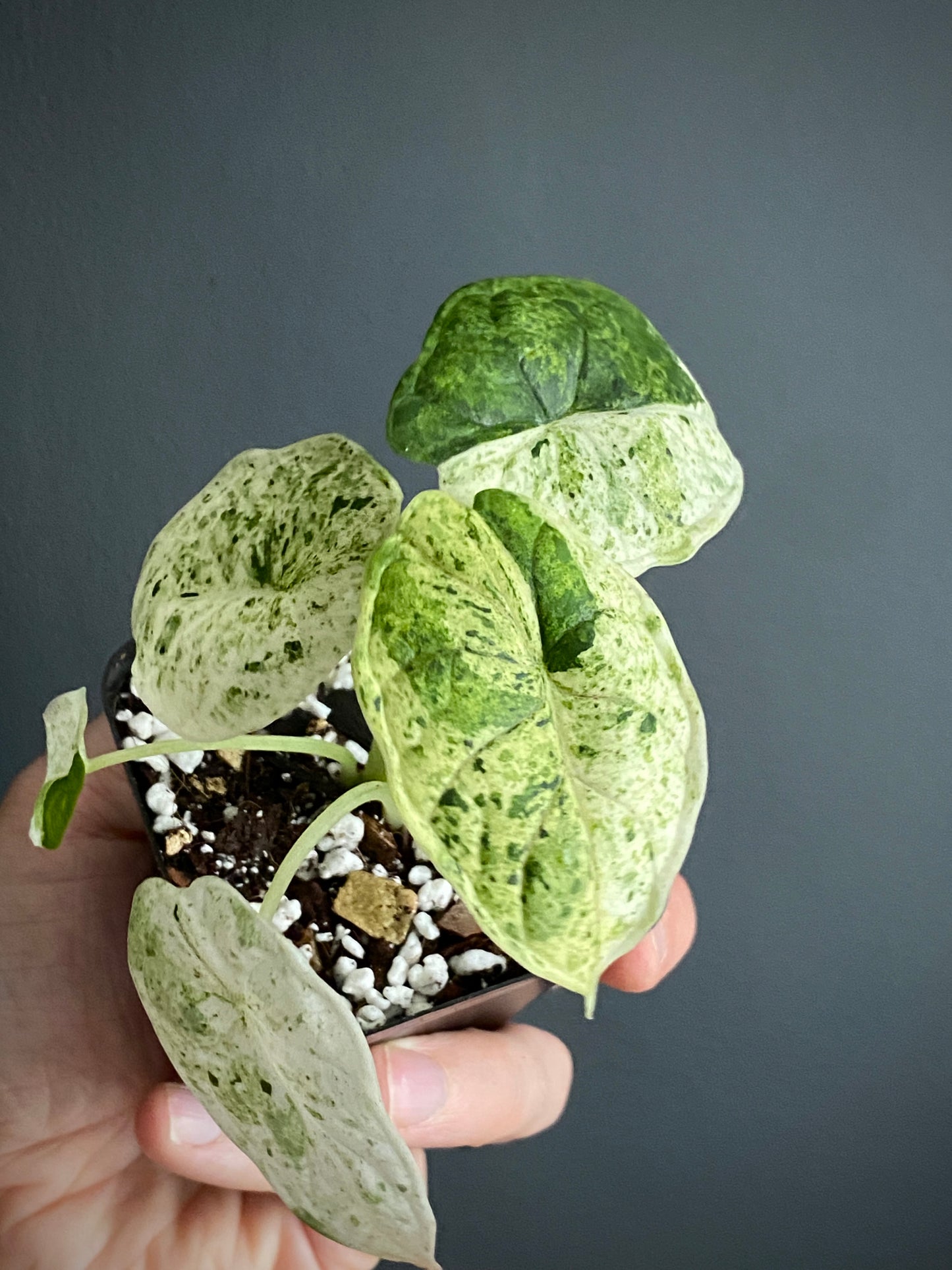 Alocasia Dragonscale Mint variegata | 7 cm pot