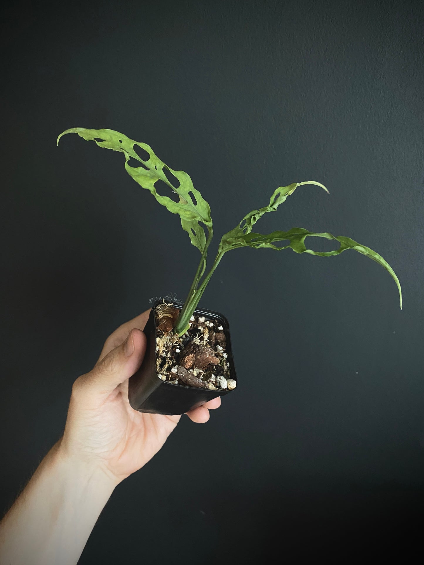 Monstera Obliqua Peru | 6 cm pot
