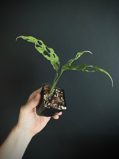 Monstera Obliqua Peru | 6 cm pot