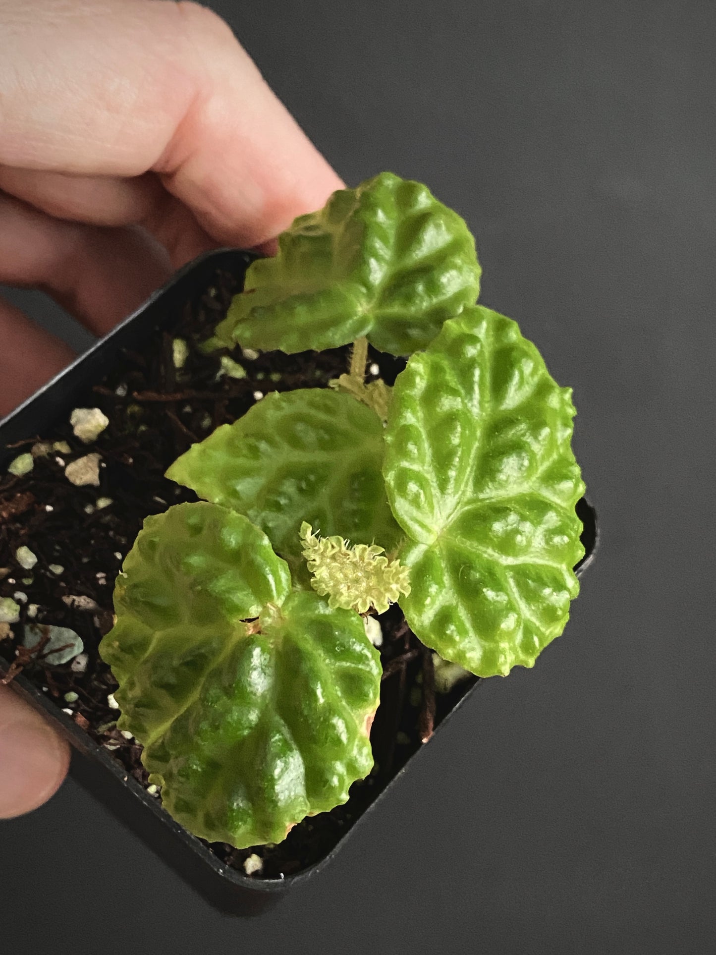 Begonia Dracopelta | 6 cm pot