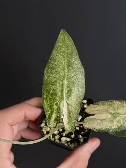 Alocasia Sarian Albo | 5 cm pot