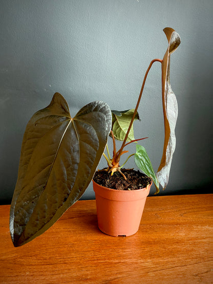 Anthurium Queen of Hearts | 12 cm pot (B)