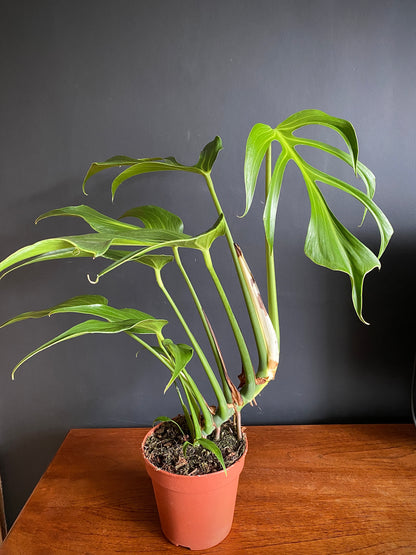 Monstera Burle Marx Flame | 15 cm pot [A]
