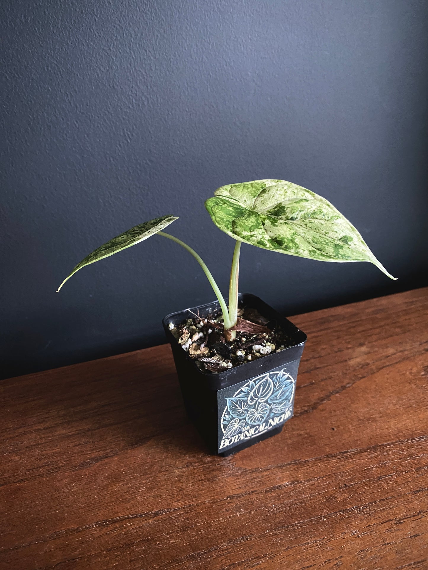 Alocasia Dragonscale Mint variegata | 6 cm pot [A]