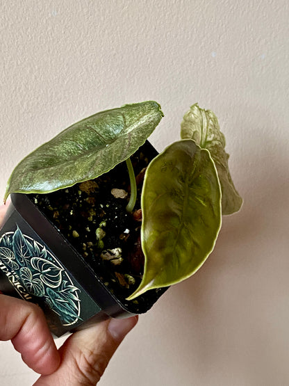 Alocasia Azlanii Mint Variegated | 7 cm pot
