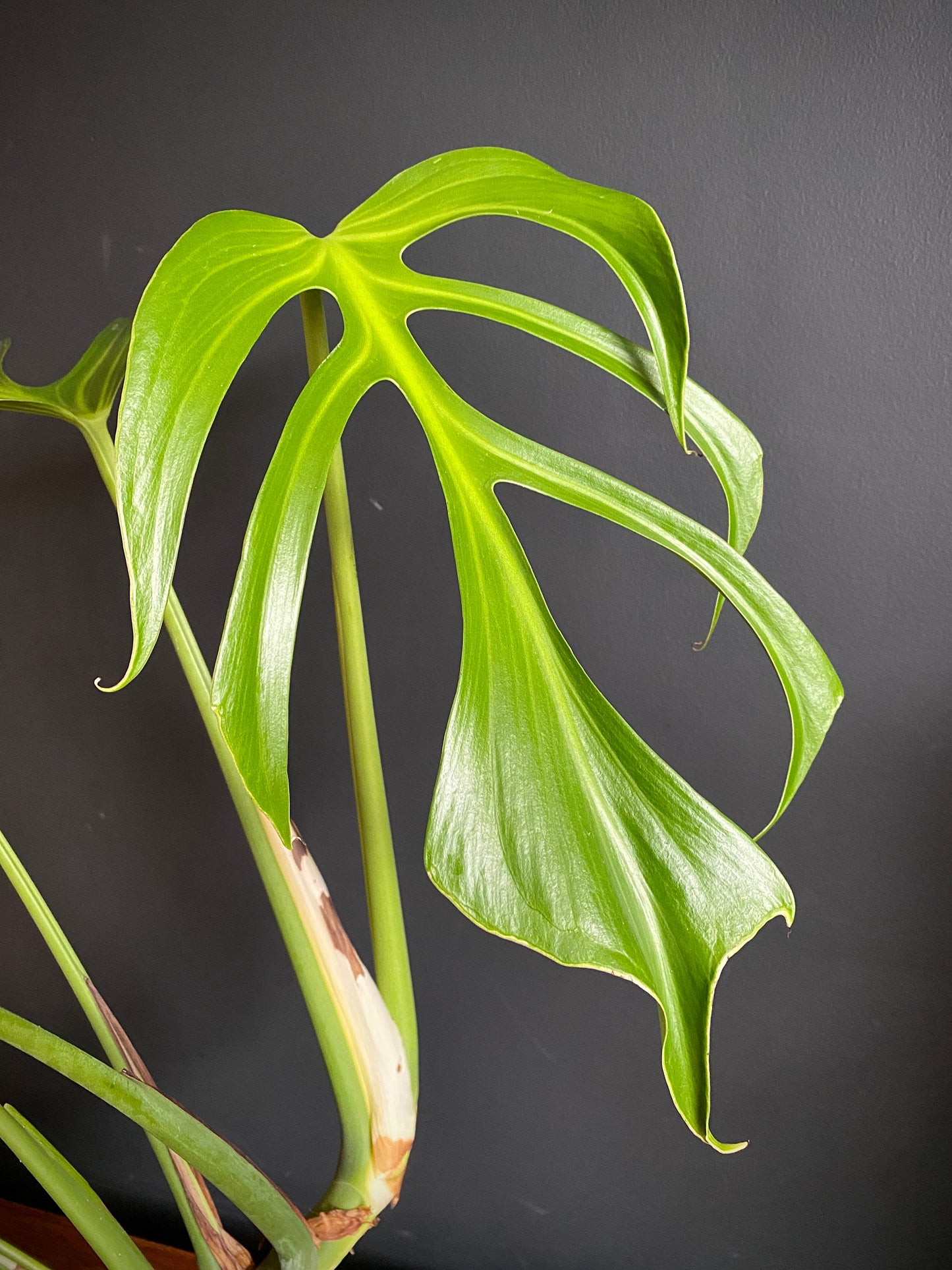 Monstera Burle Marx Flame | 15 cm pot [A]