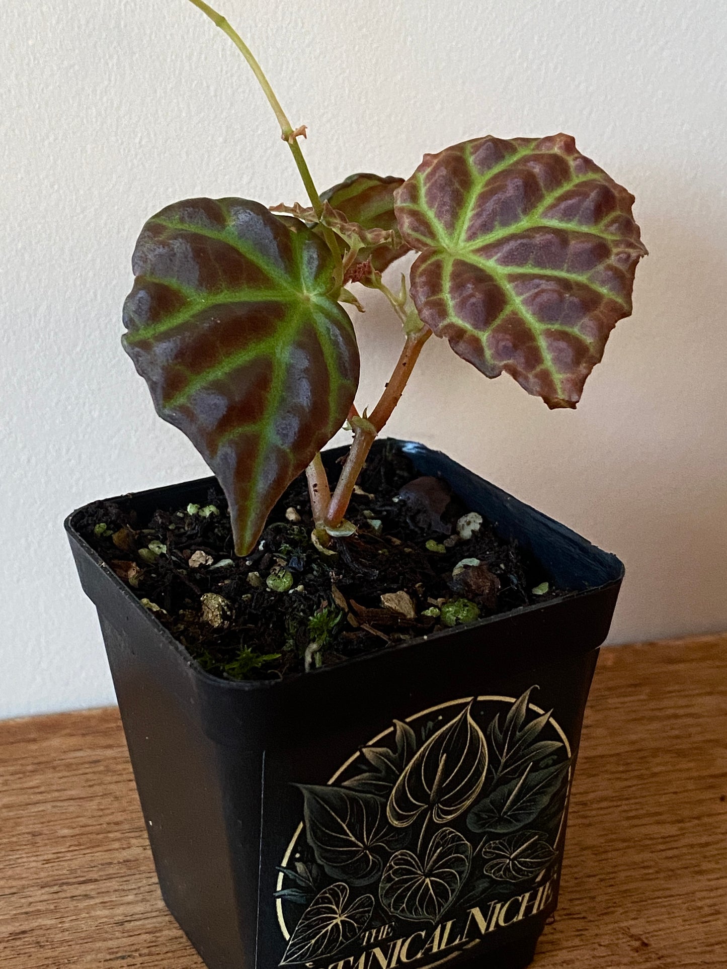Begonia Dracopelta X Sarawak | 6 cm pot [A]