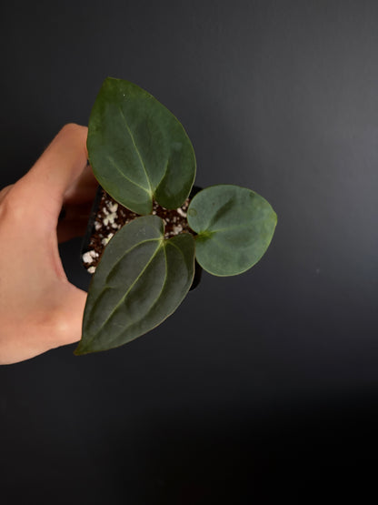 Anthurium (Guna Yala x Carlablackiae) X Carlablackiae RA10 S1 | 6 cm pot [A]