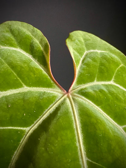 Anthurium Besseae X Magnificum | 9 cm pot