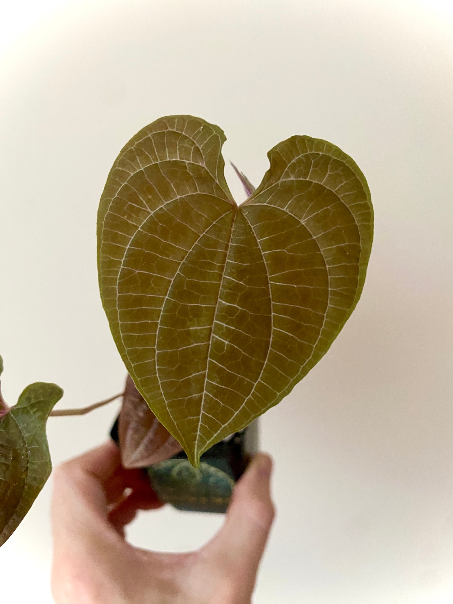 Dioscoria Discolor | 7 cm pot