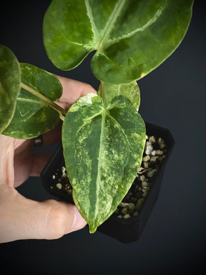 Anthurium Papillilaminum Hb variegated X Forgetii | 7 cm pot