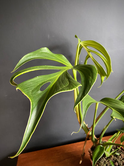 Monstera Burle Marx Flame | 15 cm pot [A]