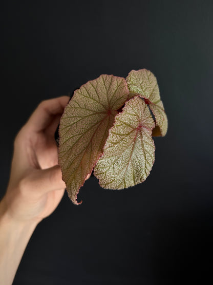 Begonia Sinbad | 6 cm pot [A]