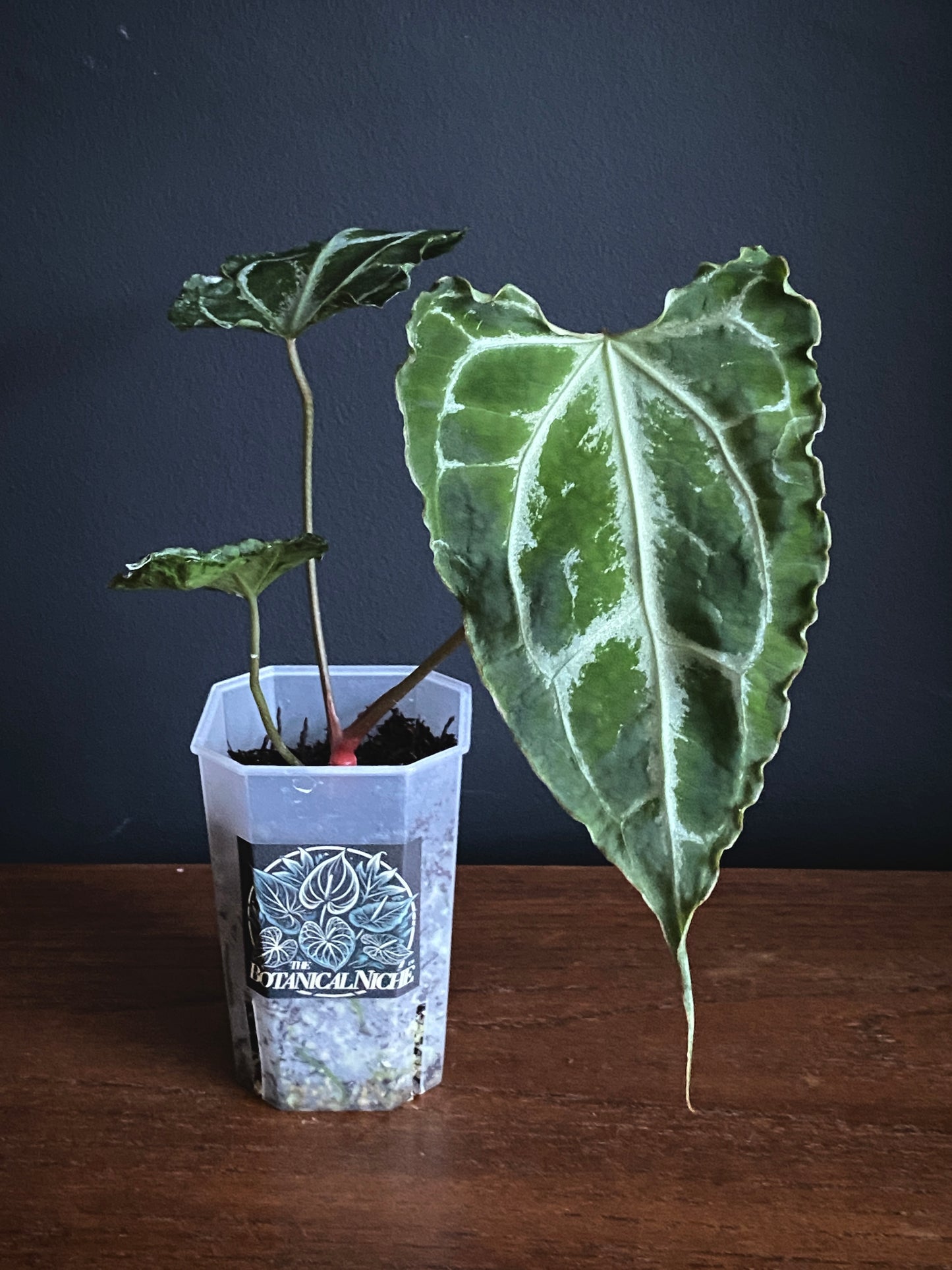 Anthurium Boogie (Muchilis x X-one) F1 | 7 cm pot