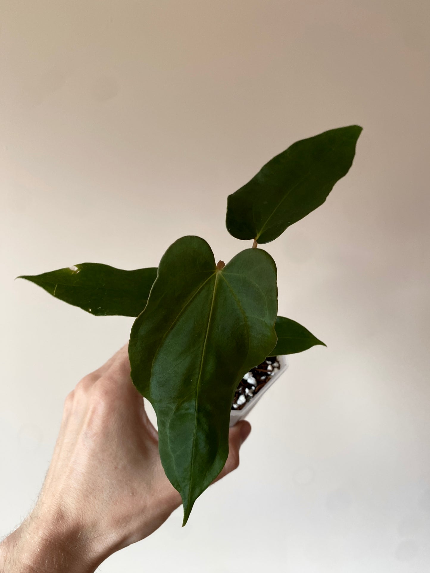 Anthurium Papillilaminum (Ree Gardens x RL) X RLFS | 7 cm pot [A]