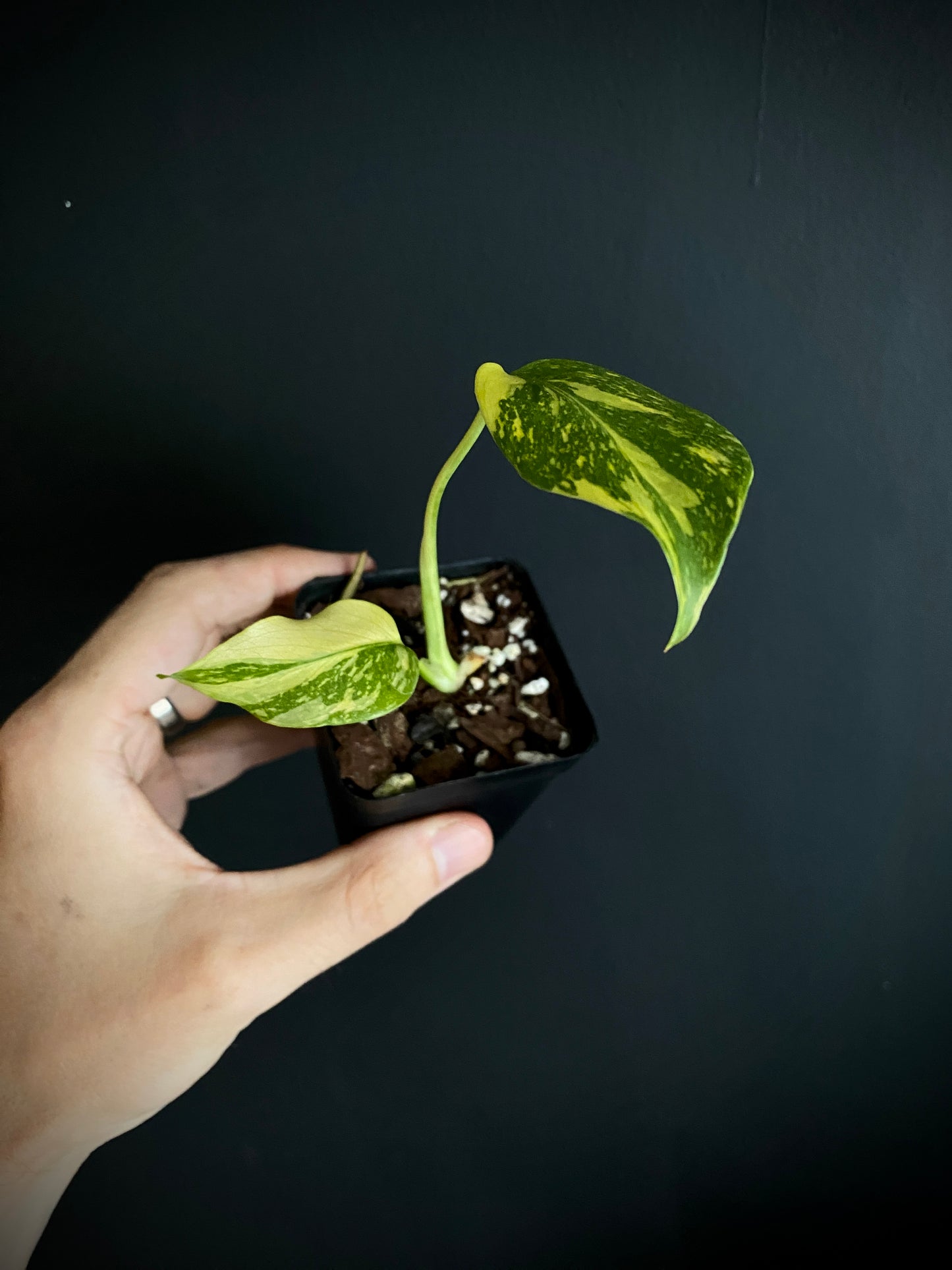 Monstera Deliciosa Electrolyte | 6 cm pot [A]