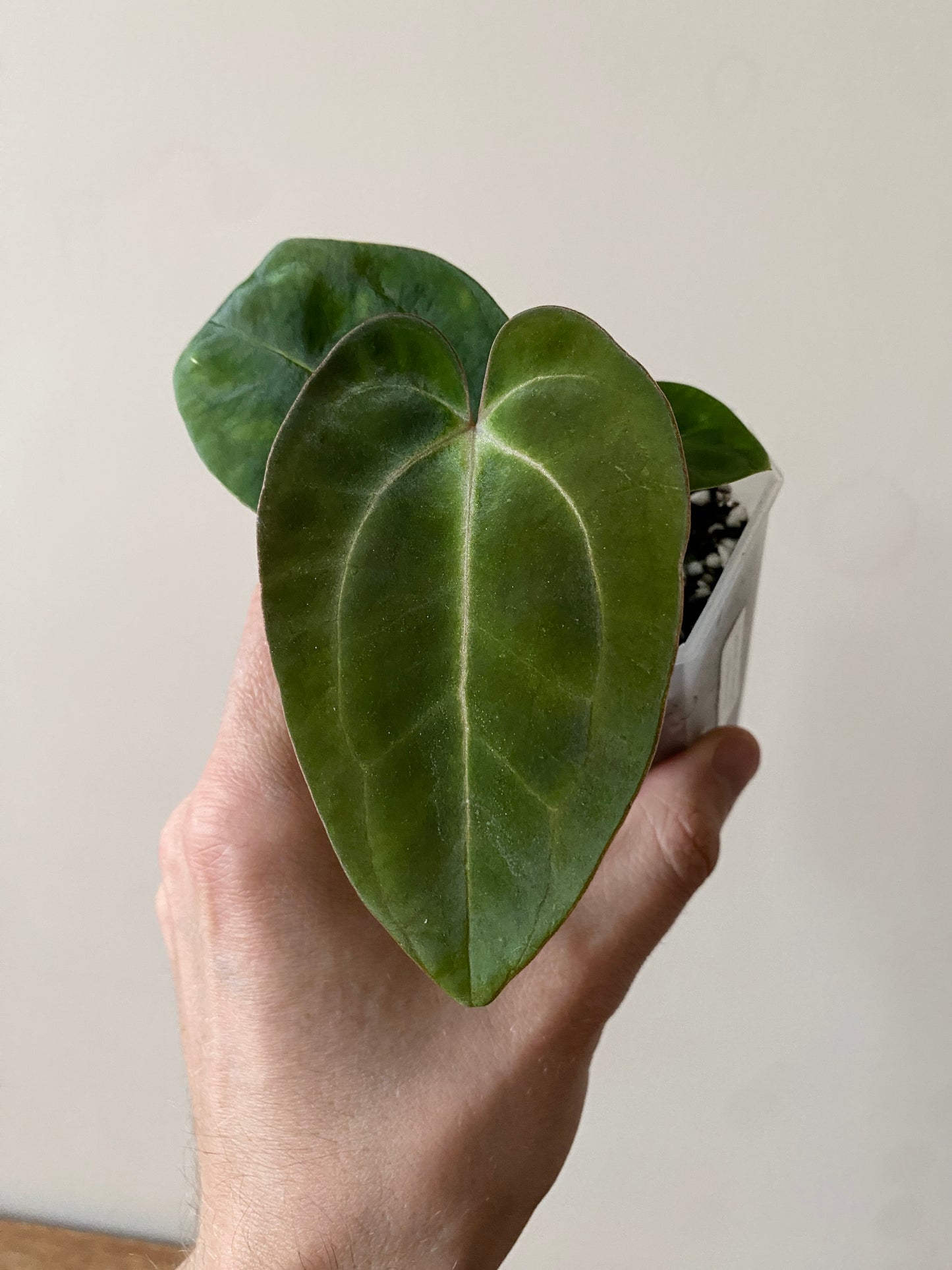 Anthurium (Carlablackiae X Dressleri RG) X (Besseae x Papillilaminum) | 7 cm pot [A]