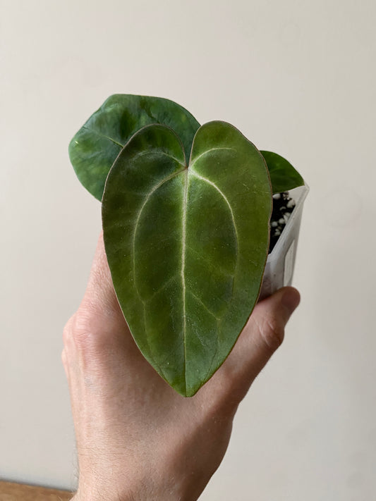 Anthurium (Carlablackiae X Dressleri RG) X (Besseae x Papillilaminum) | 7 cm pot [A]
