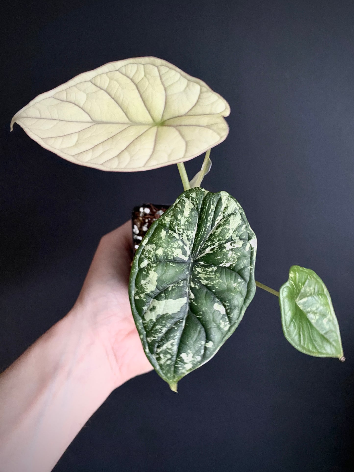 Alocasia Dragonscale Albo variegata | 7 cm pot [A]