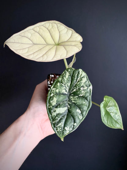 Alocasia Dragonscale Albo variegata | 7 cm pot [A]