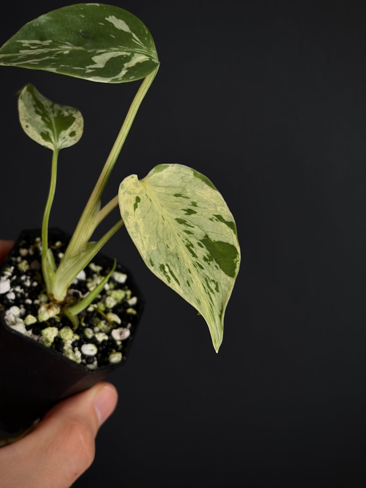 Monstera Deliciosa Bulbasaur | 5 cm pot