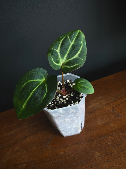 Anthurium Carlablackiae | 7 cm pot [A]