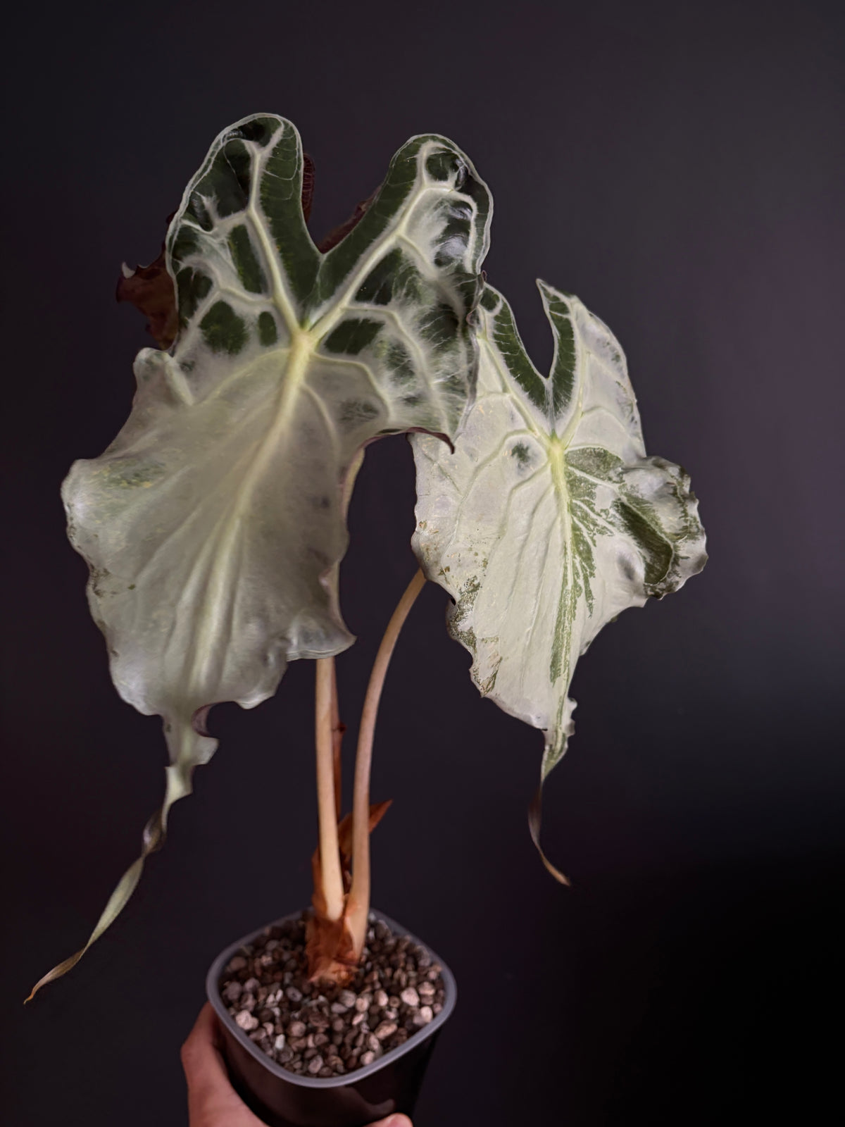 Alocasia Venom (Mature) | 9 cm pot
