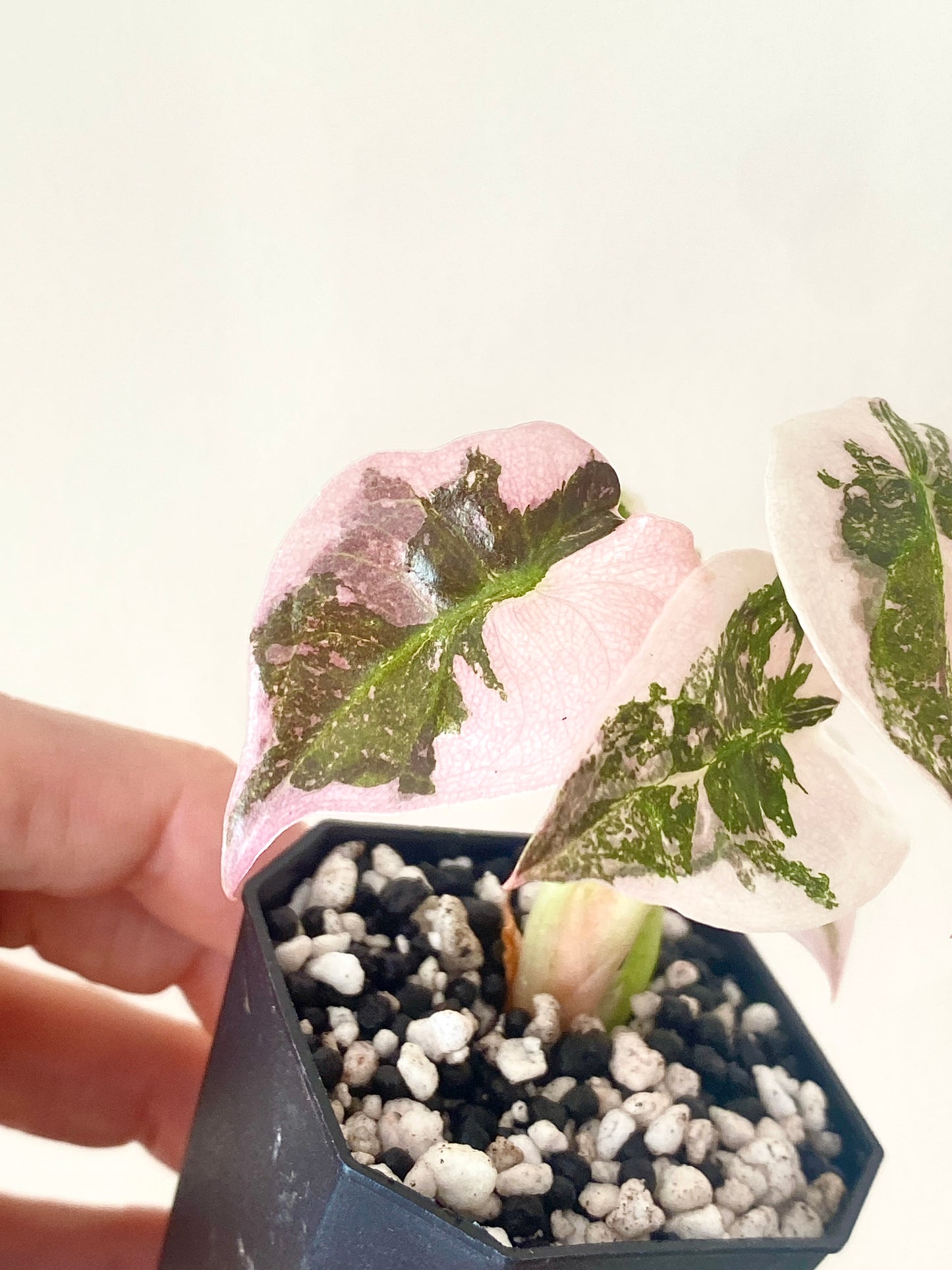 Alocasia Cuprea pink variegated | 5 cm pot