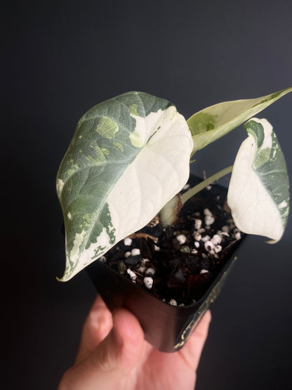 Alocasia Maharani albo variegated | 7 cm pot