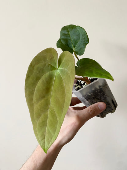 Anthurium (FTG x Fort Sherman) X (NoID Code Red x Papillilaminum A+) | 7 cm pot