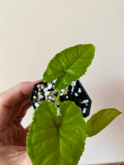 Alocasia Olanii | 5 cm pot [C]