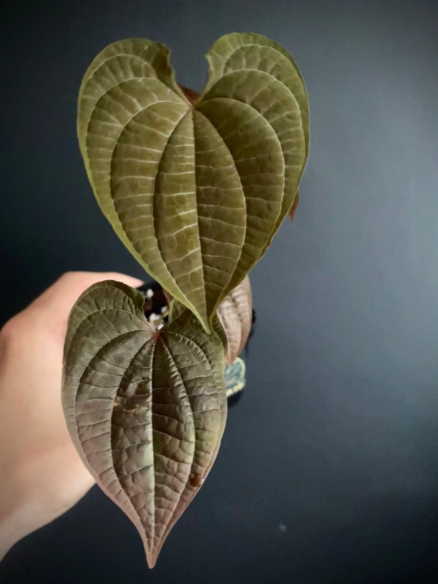 Dioscoria Discolor | 7 cm pot