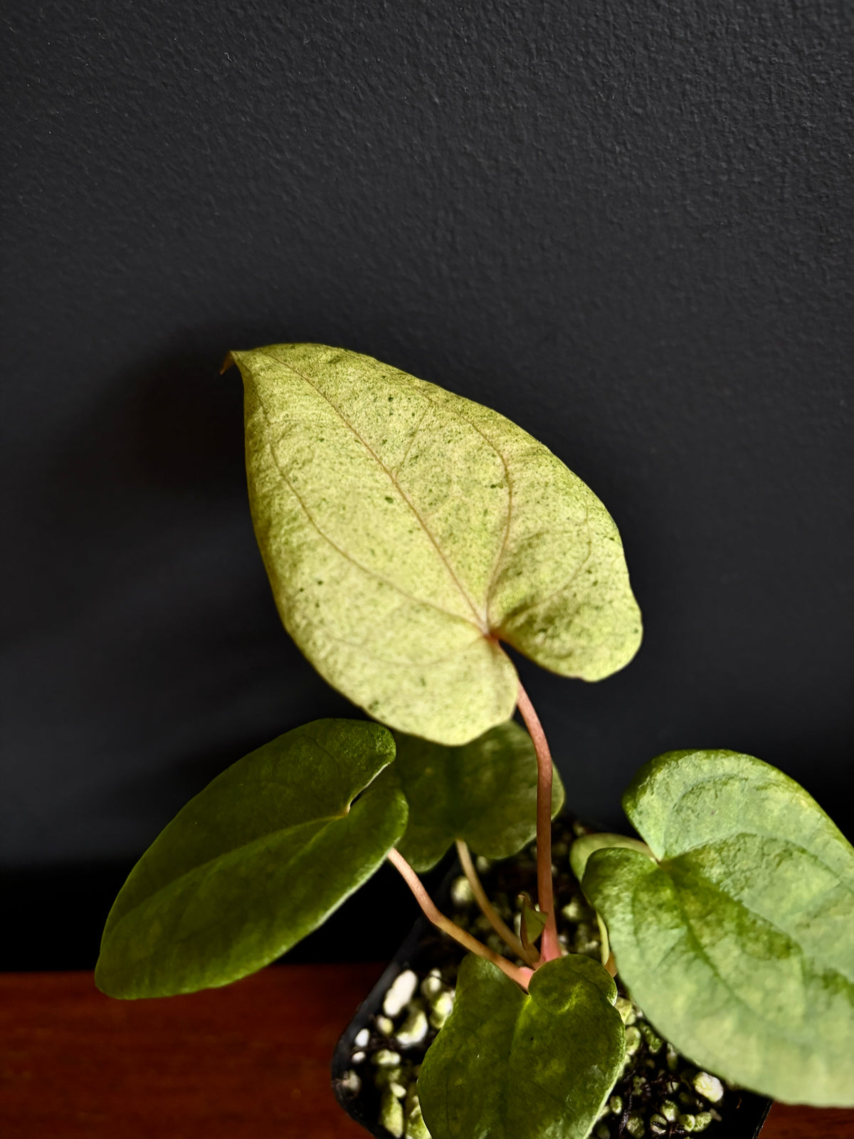 Anthurium Dark Phoenix mint variegated | 7 cm pot [B]