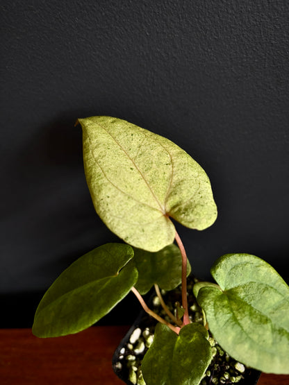 Anthurium Dark Phoenix mint variegated | 7 cm pot [B]
