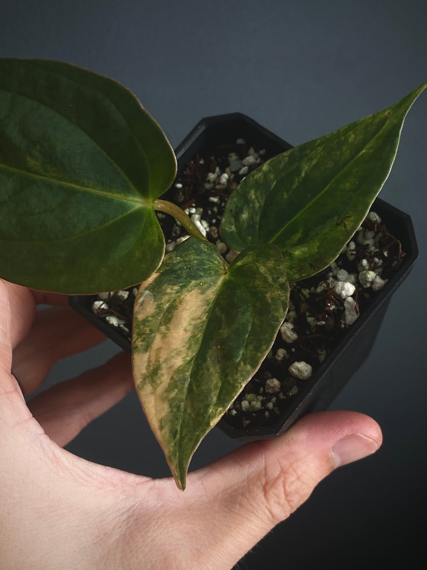 Anthurium Papillilaminum var X (Darkest Panama x X-one) | 7 cm pot [B]